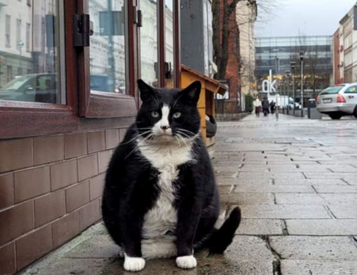 tuxedo cat becomes city in polish’s top-rated tourist attraction receiving 5-star reviews online!