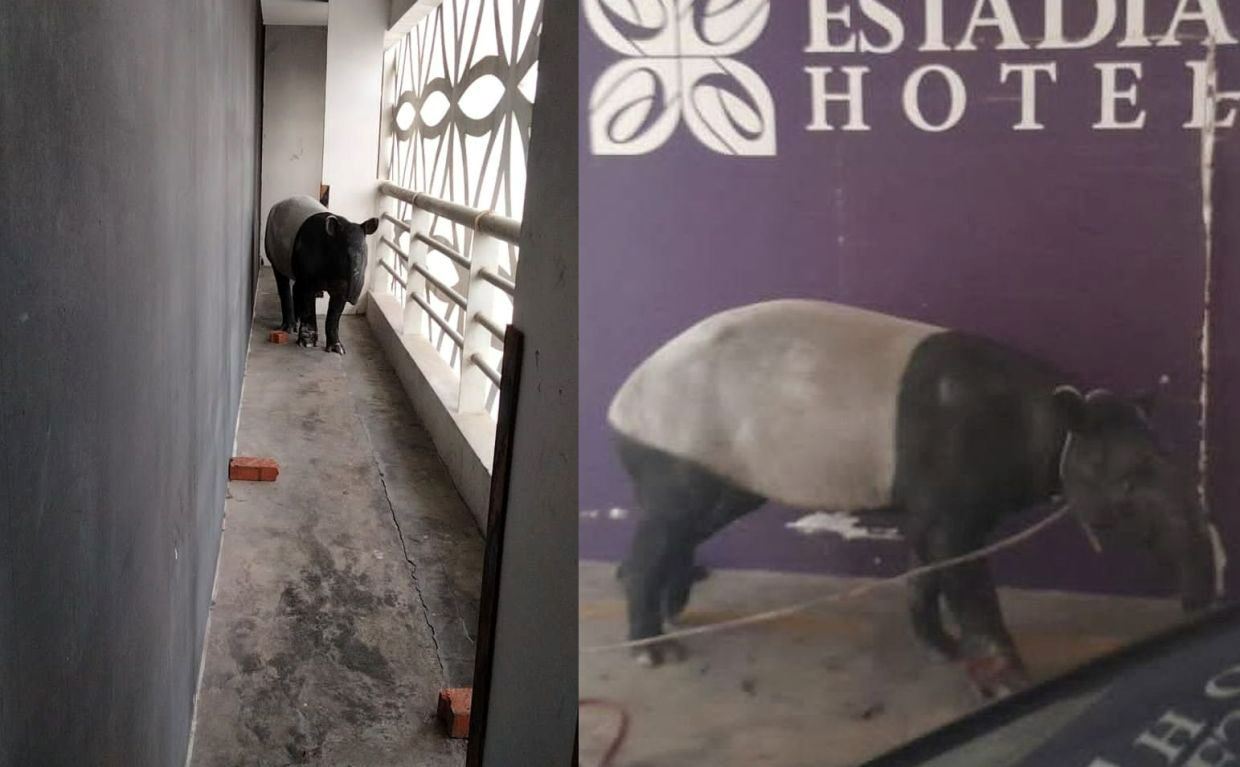 “new year surprise!” tapir “checks-in” hotel in melaka, surprising staff and guests