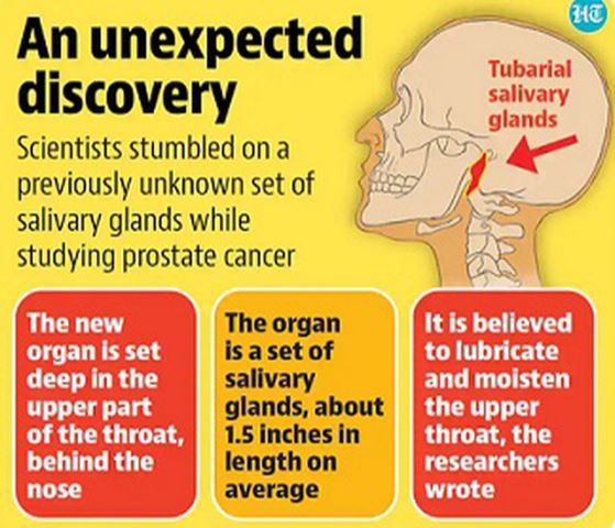 saintis secara tak sengaja jumpa organ baru dalam badan manusia