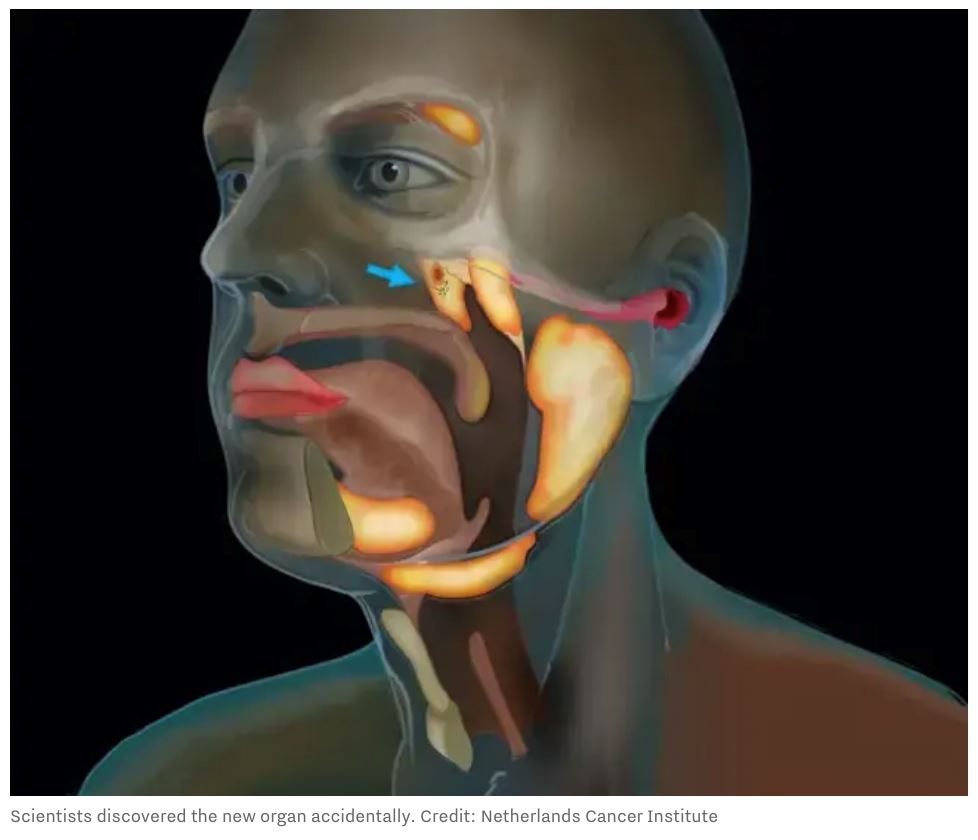 saintis secara tak sengaja jumpa organ baru dalam badan manusia