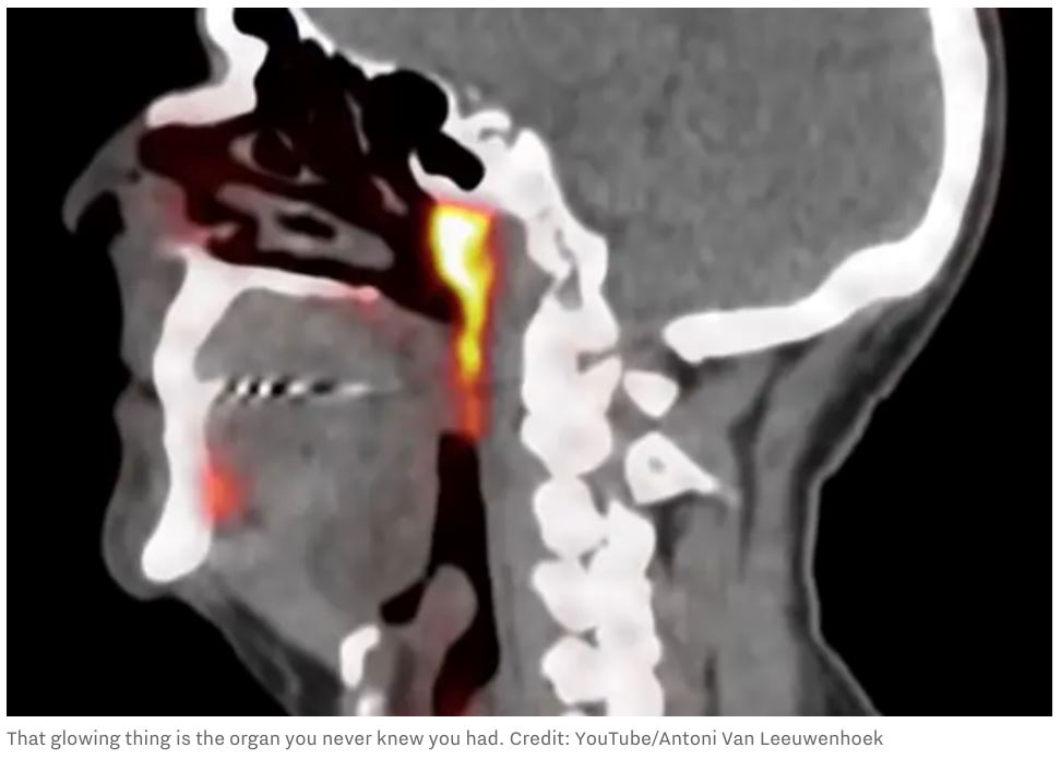 saintis secara tak sengaja jumpa organ baru dalam badan manusia