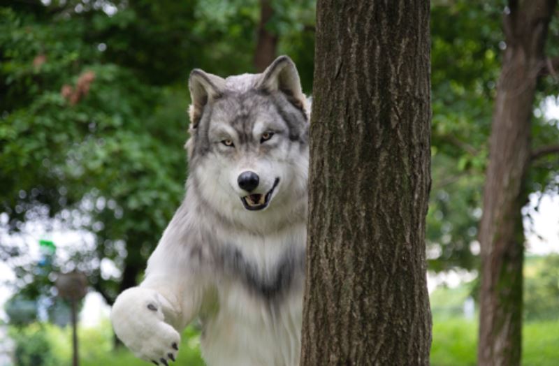 japanese man spends over rm100k buying hyper-realistic costume to become a wolfjapanese man spends over rm100k buying hyper-realistic costume to become a wolf