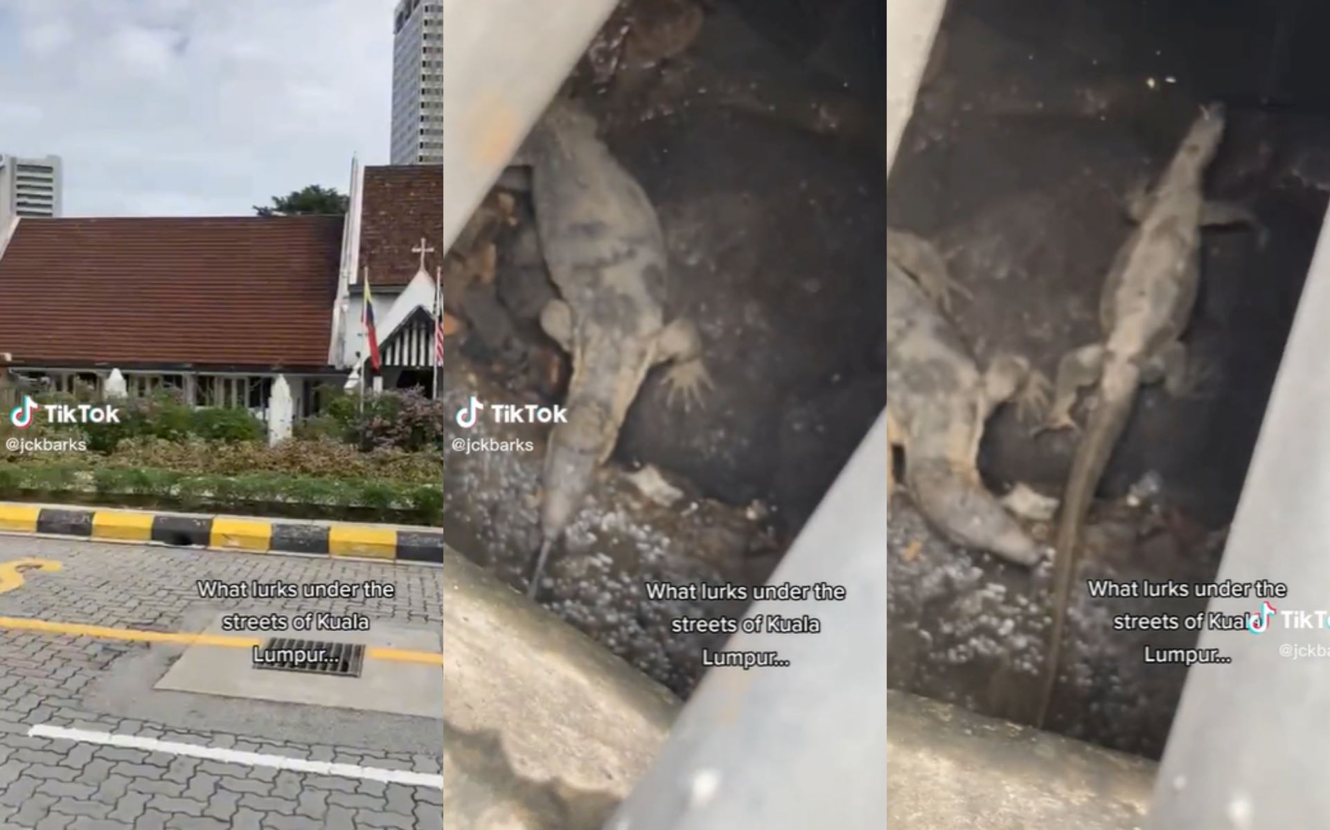 “no rats in kl!” monitor lizards found lurking under the city streets, m’sians amused