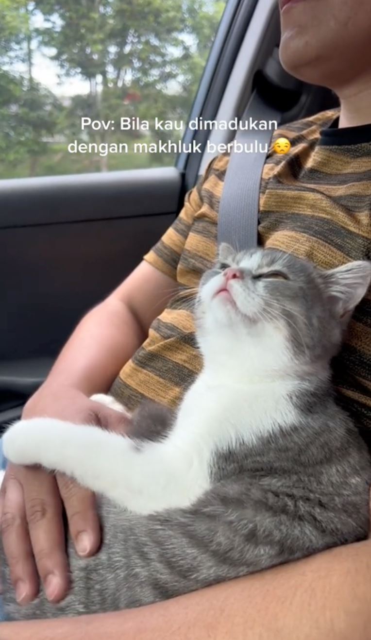 “amboi tak hormat betul bini kat sebelah,” gelagat kucing jadi ‘perampas’ curi perhatian ramai [video]