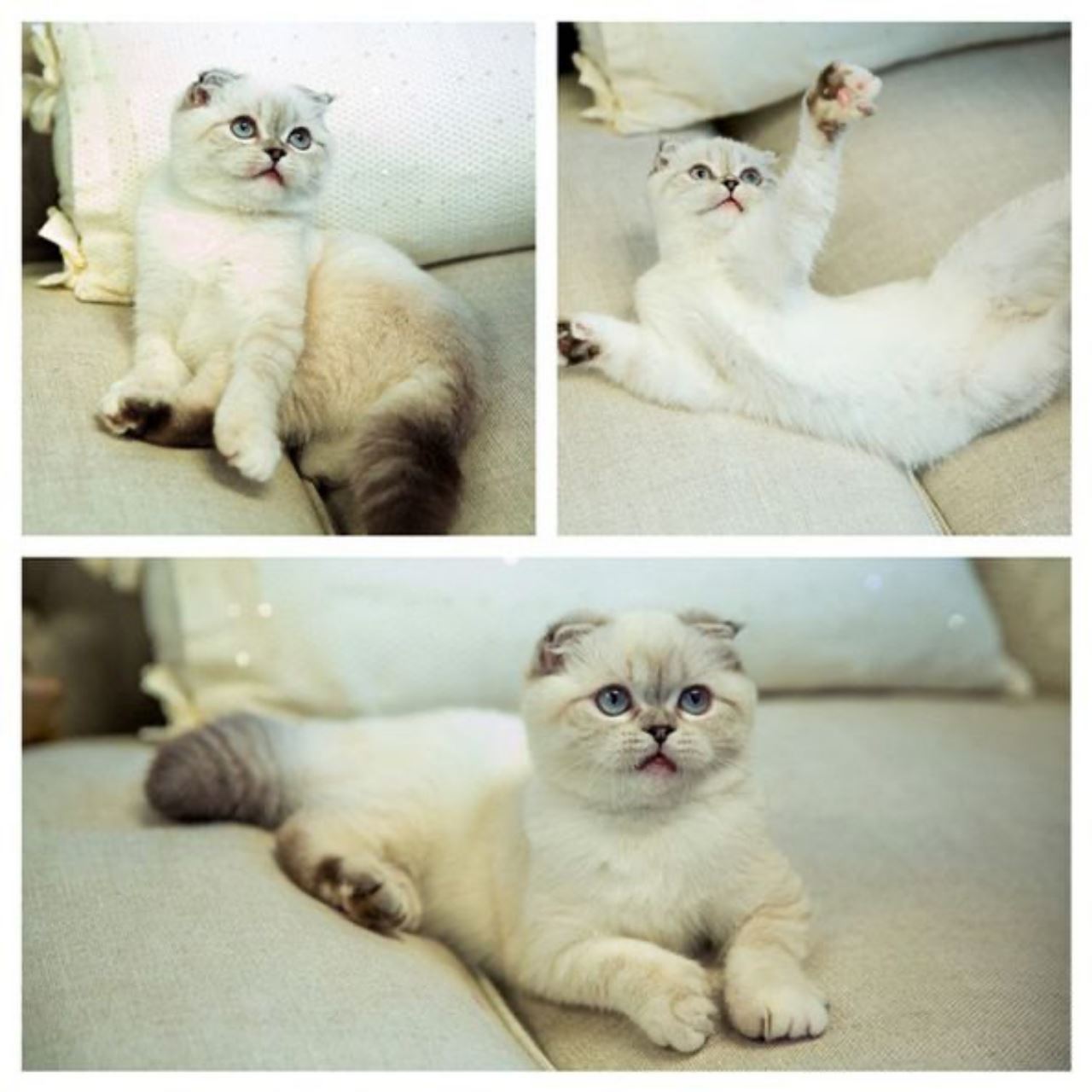 kucing taylor swift ada harta kekayaan lebih rm426.2 juta!