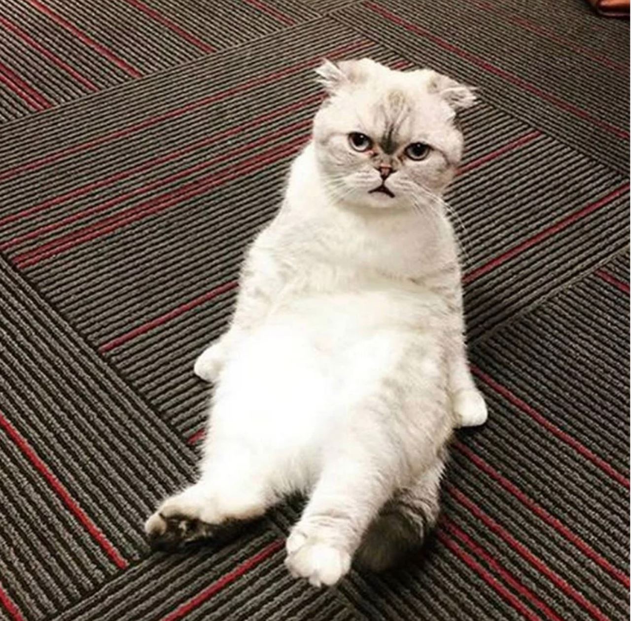 kucing taylor swift ada harta kekayaan lebih rm426.2 juta!