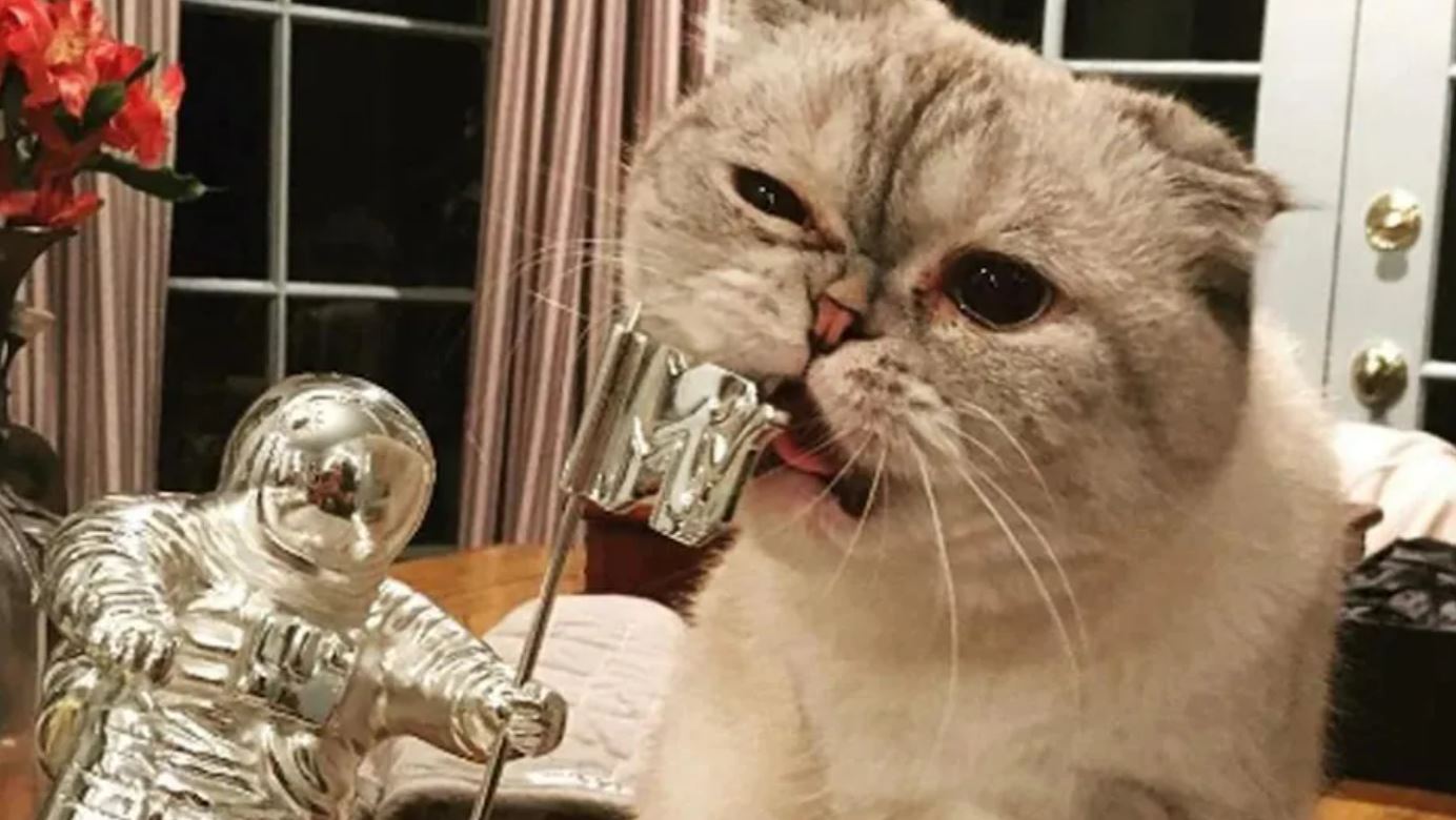taylor swift’s cat, olivia benson ranked 3rd in world’s richest pets list with net worth $97 million