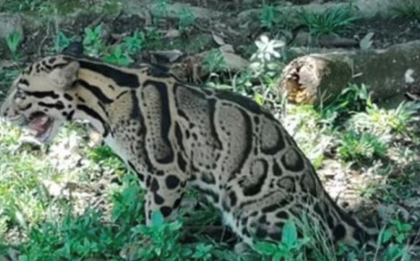 perak perhilitan confirms clouded leopard sighting in tanjung malim