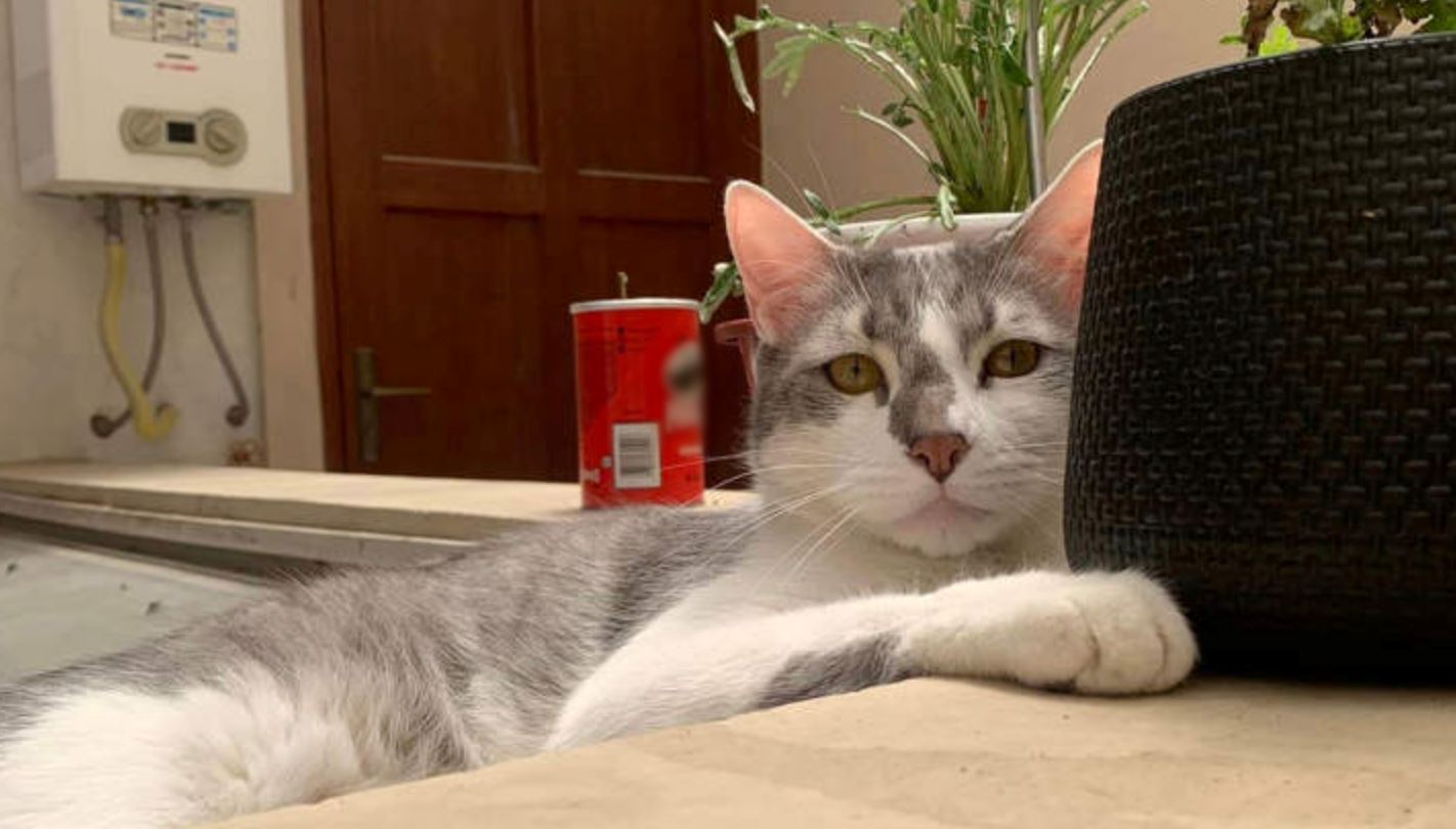 bolivian airline hires “interspecies communicator” to find their passenger’s missing cat