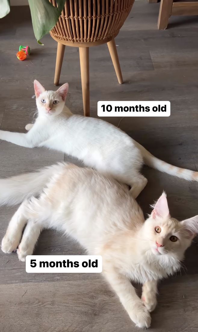 anak kucing kini sebesar budak lima tahun, saiz kucing milik wanita ini kejutkan ramai