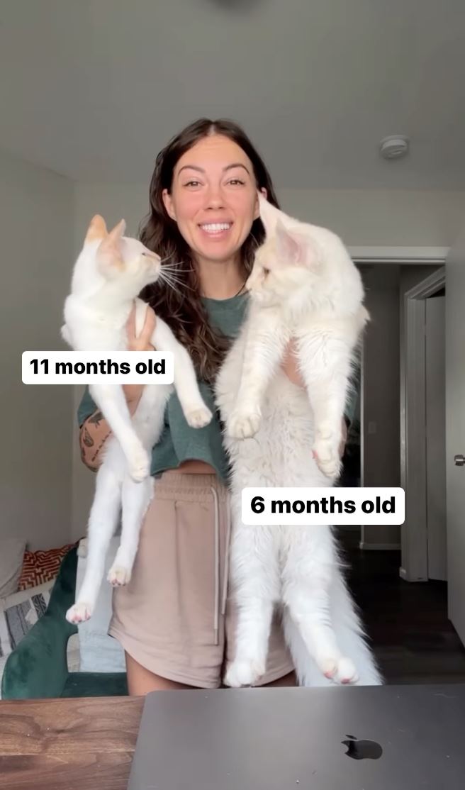 anak kucing kini sebesar budak lima tahun, saiz kucing milik wanita ini kejutkan ramai