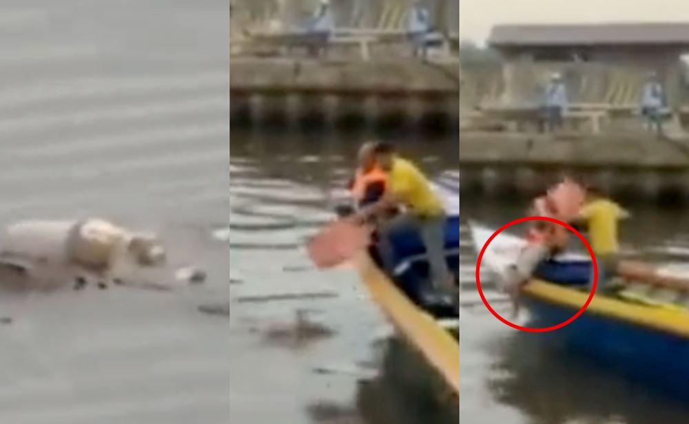 giant crocodile gently carry missing boy’s body and return him back to his family in indonesia