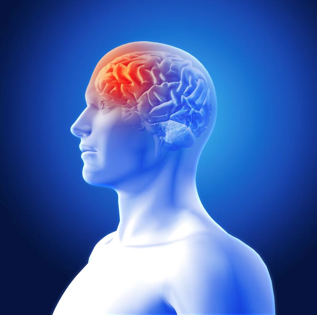 kajian dapati otak manusia makin mengecil, punca sebab makanan!