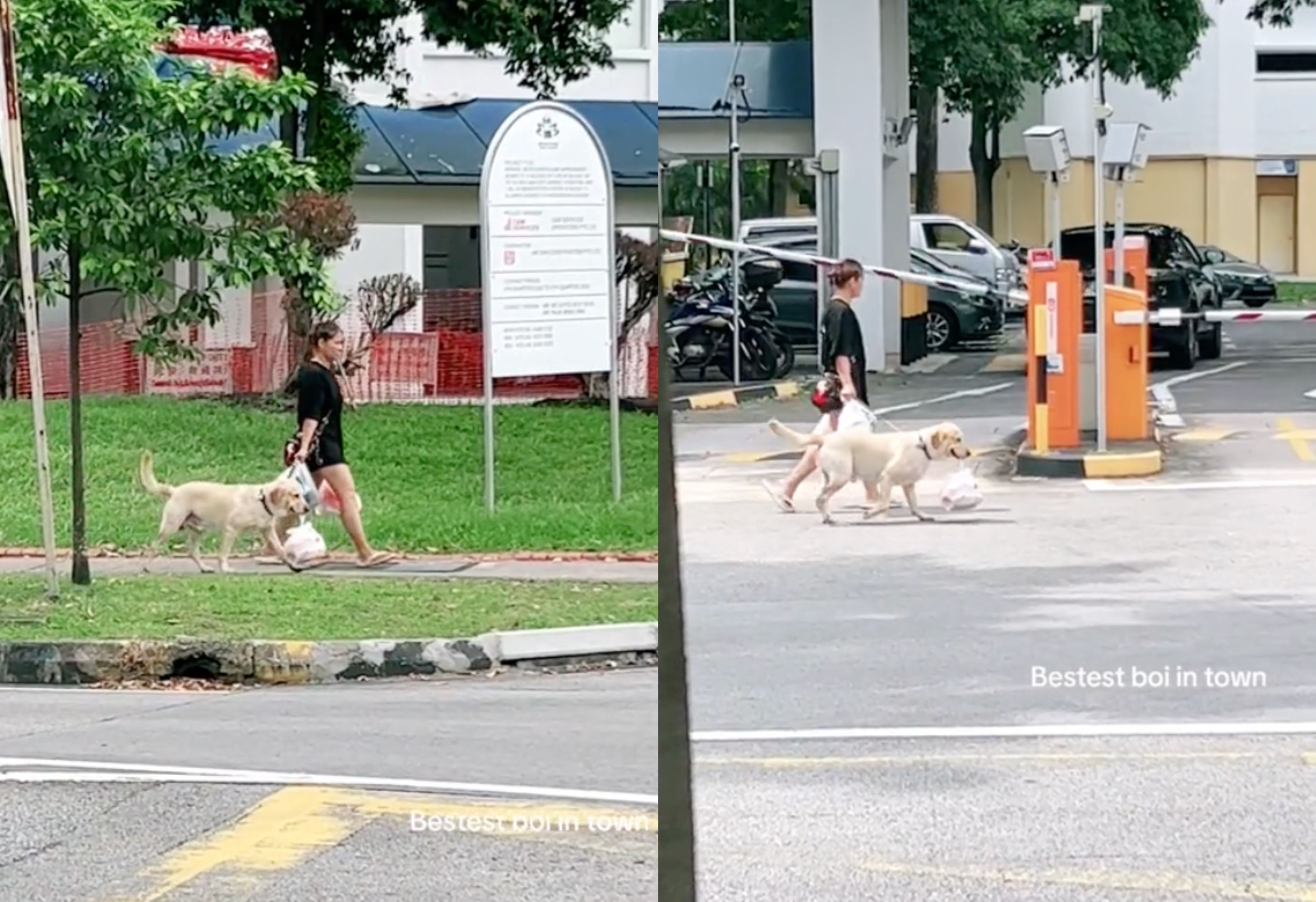 a heartwarming sight! loyal doggo helps owner with carrying groceries in singapore