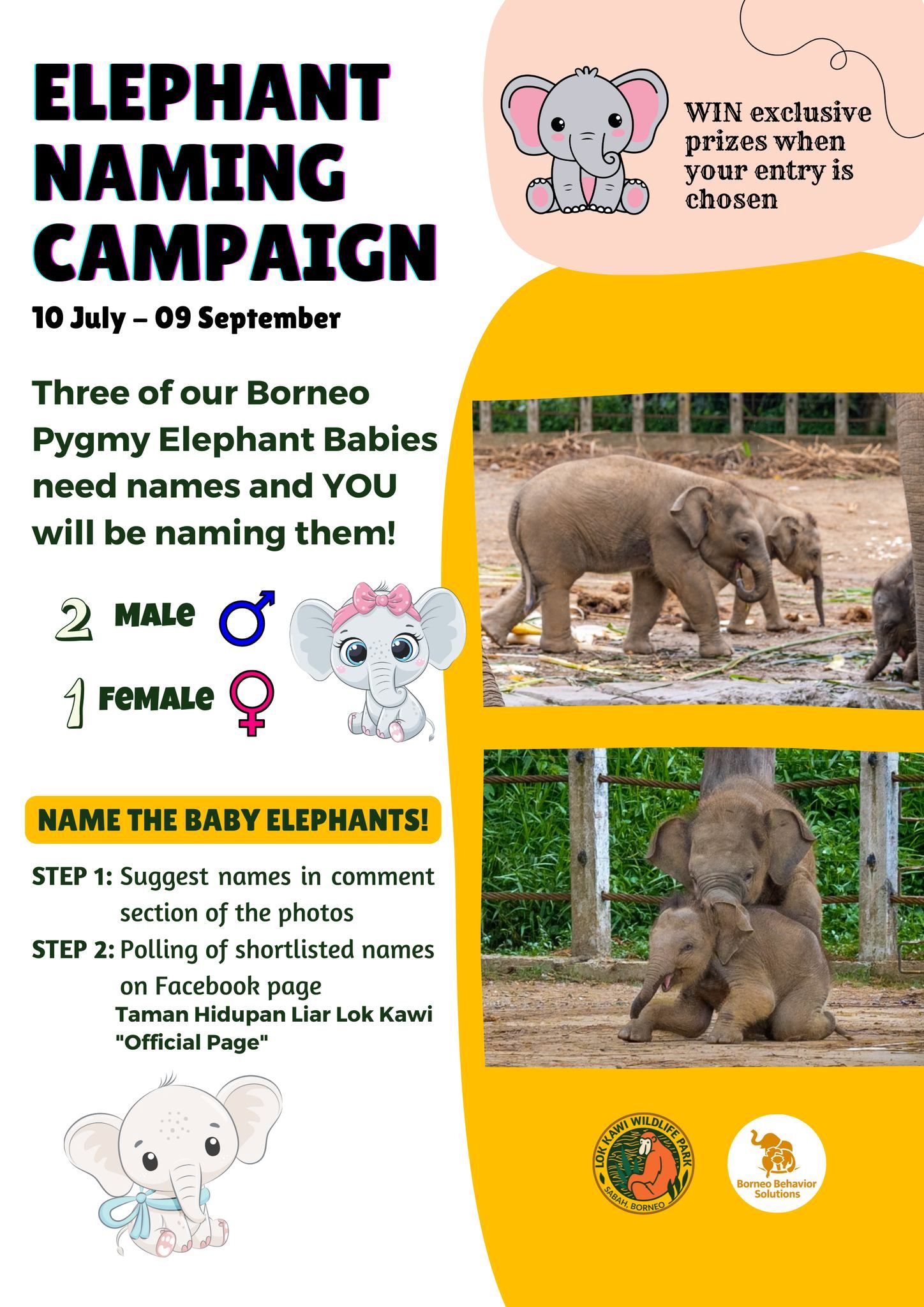 sabah's wildlife park calls on malaysians to name three bornean elephant calves