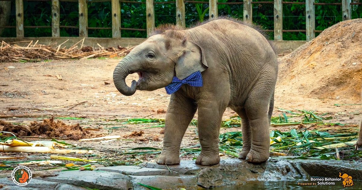 sabah's wildlife park calls on malaysians to name three bornean elephant calves