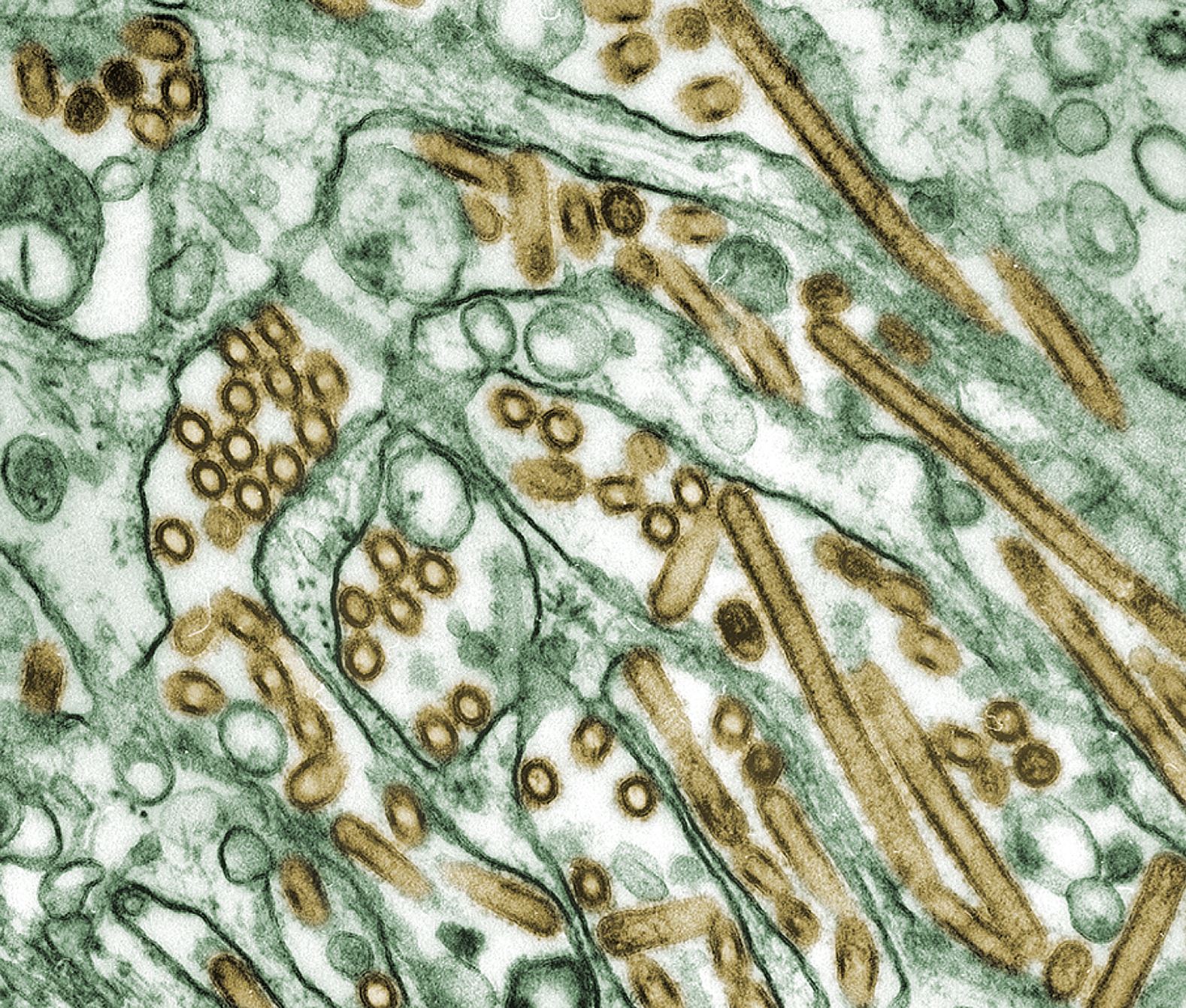 sebilangan kucing didapati maut akibat terkena jangkitan virus h5n1