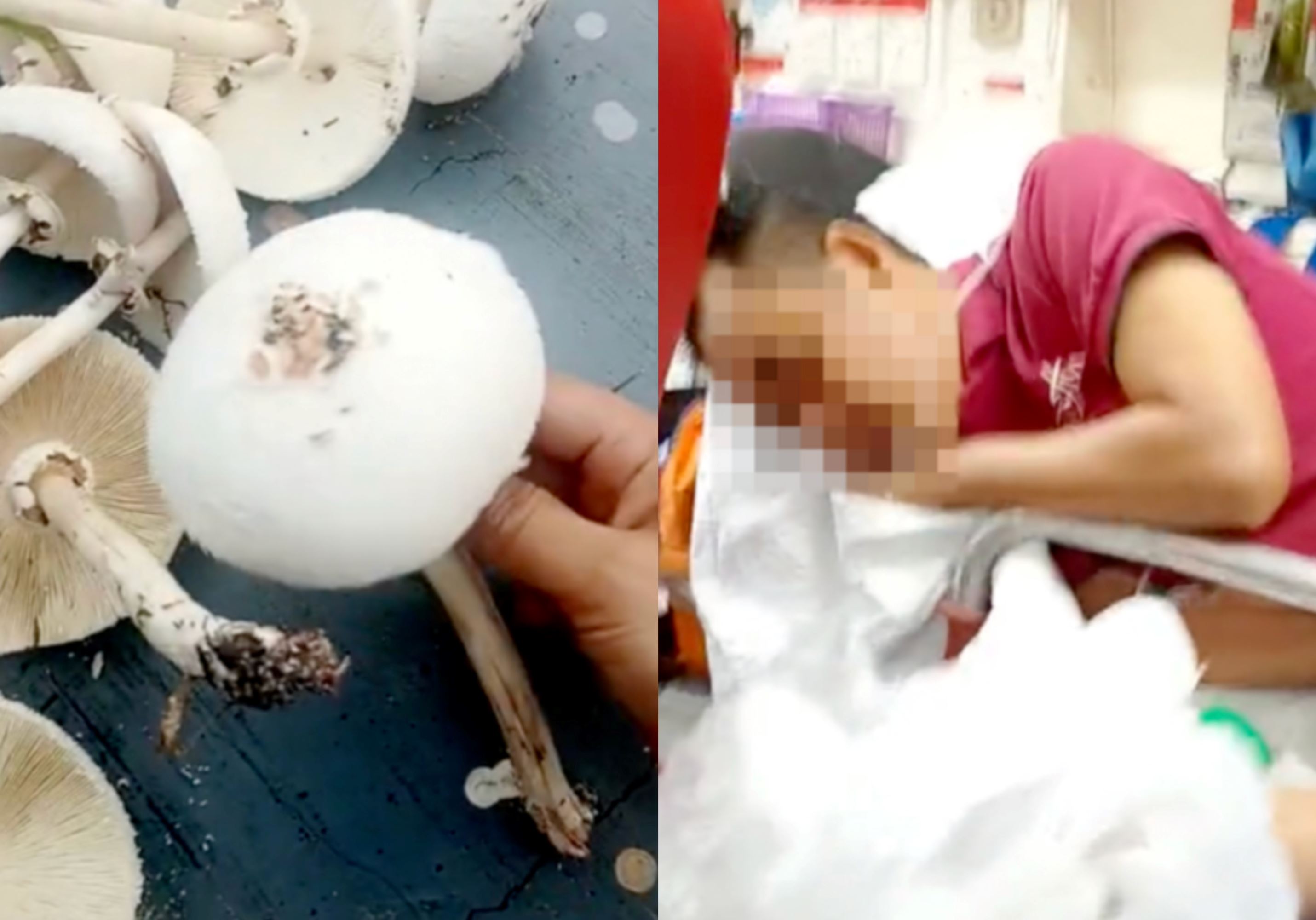 malaysian family rushed to hospital after harrowing encounter with wild mushrooms found near their home