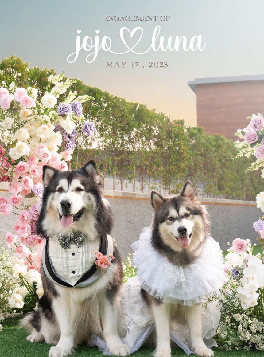 lain dari lain, dua ekor anjing dikahwinkan dalam satu majlis mewah cecah rm60 ribu