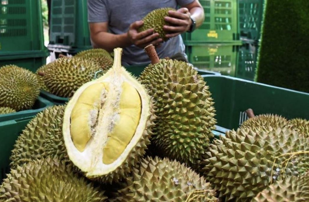 it’s durian szn! here are the types of durian you can find in malaysia