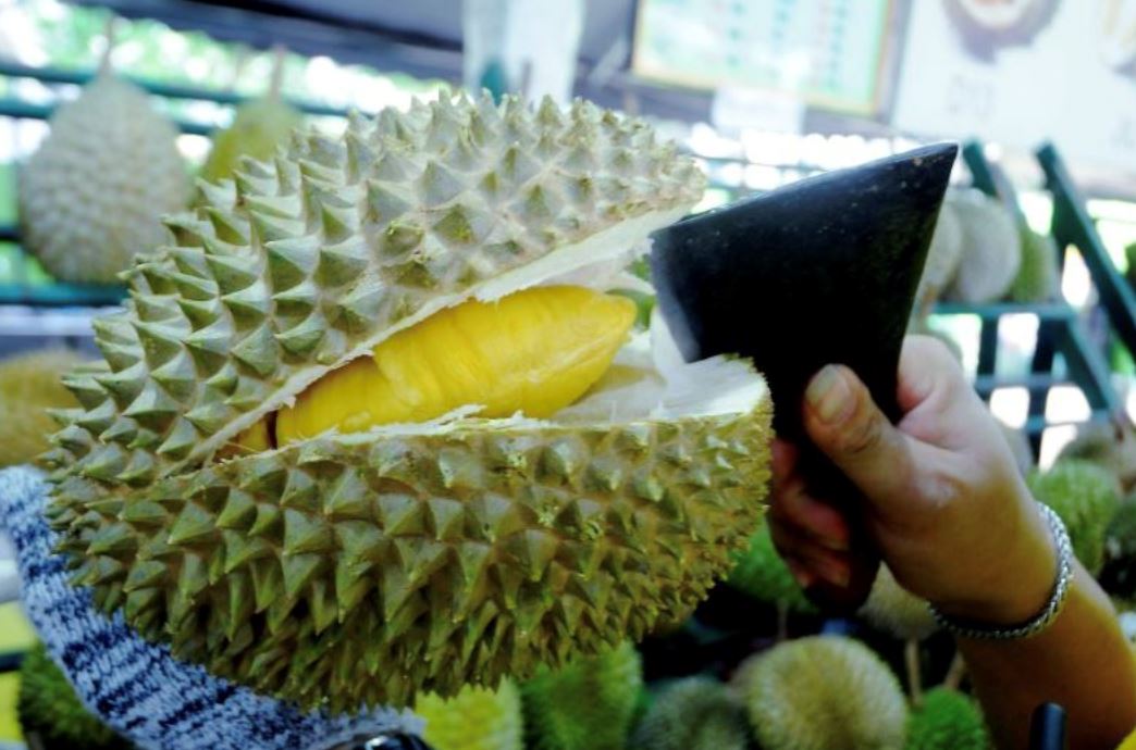 it’s durian szn! here are the types of durian you can find in malaysia
