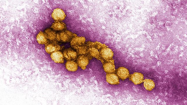 west-nile-virus-640.png