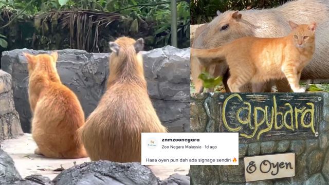 oyen-capybara-640.png