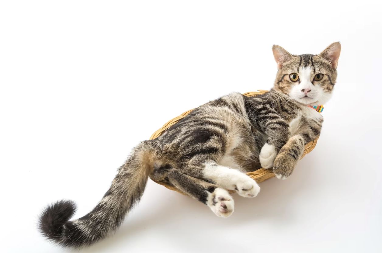 tengok ekor pun boleh faham, ini 12 bahasa kucing yang manusia patut belajar