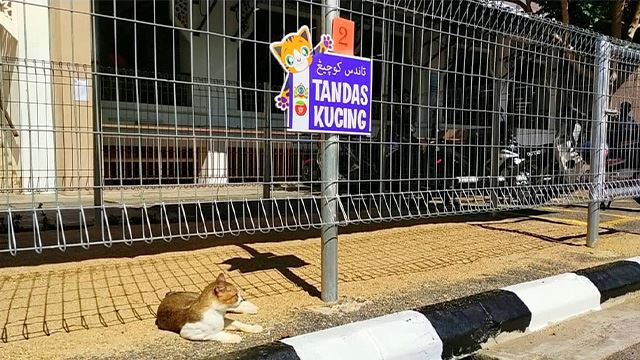 tandas-kucing_landscape_1.jpg