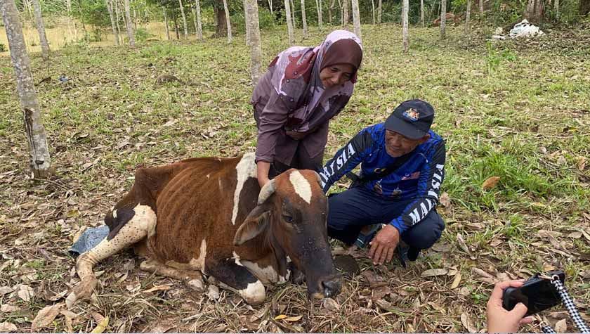 sayu, warga emas gagal selamatkan 70 lembu ternakan