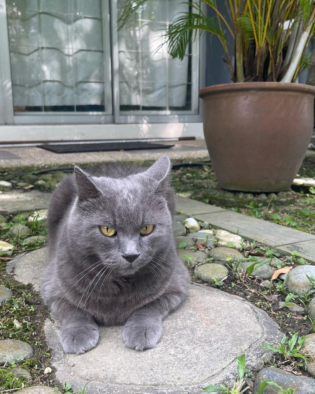 15 hari kucing tak balik rumah, kilafairy tawar rm2,000 pada sesiapa jumpa