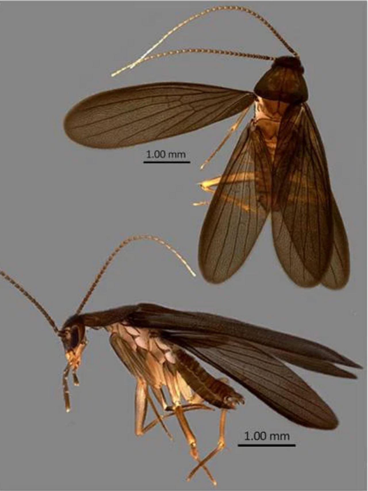 saintis jumpa lipas spesis baru dan beri nama watak pokemon padanya