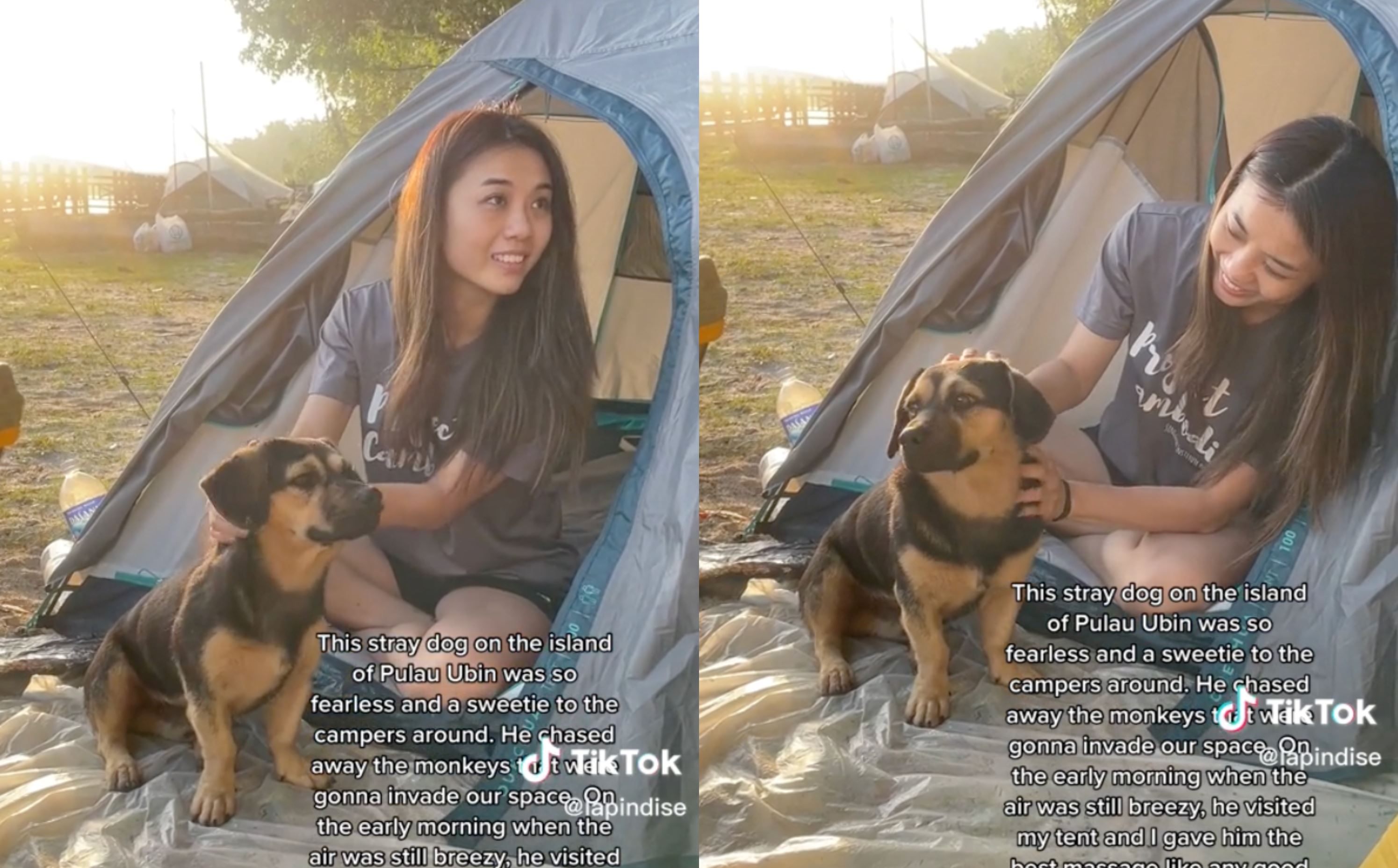 pulau ubin doggo, bagel rewarded with lots of pets after protecting hikers from monkeys