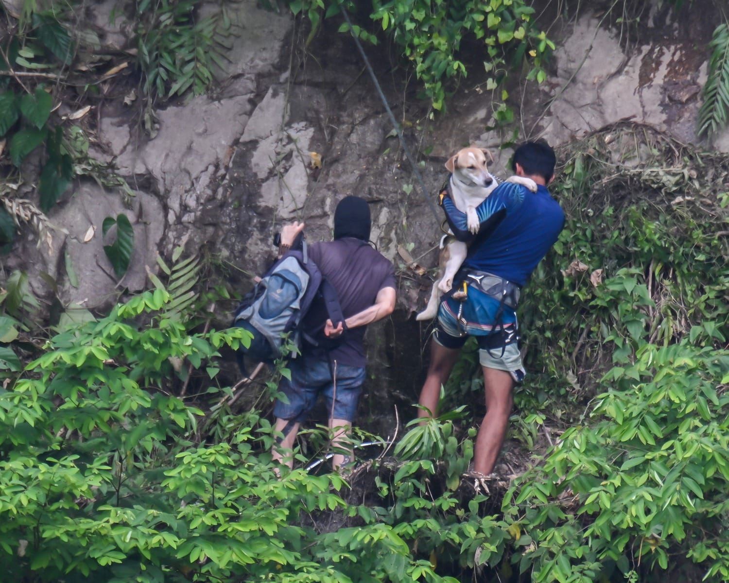 brave malaysians band together, risking their own safety to safe stray dog trapped on cliff