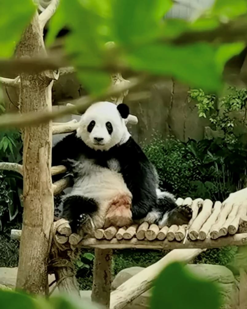 netizen sedih dua ekor panda dalam zoo negara bakal dipulangkan ke china