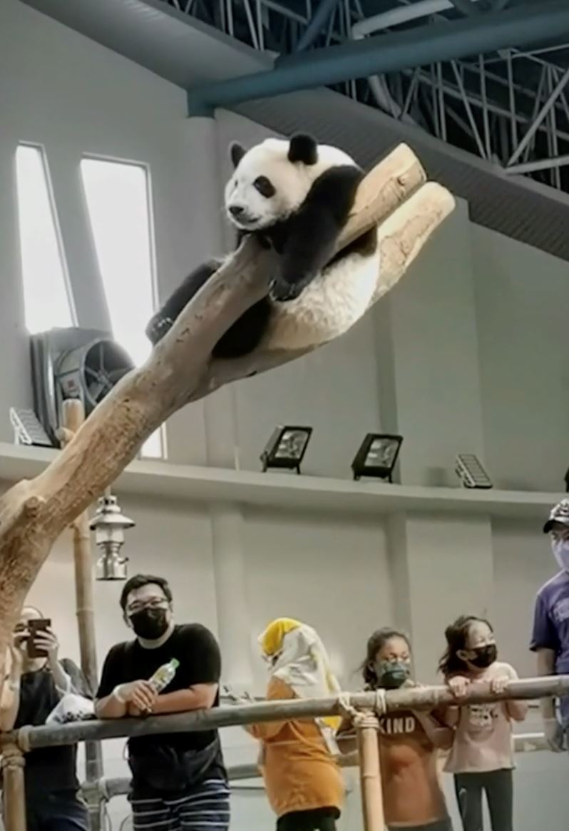 netizen sedih dua ekor panda dalam zoo negara bakal dipulangkan ke china