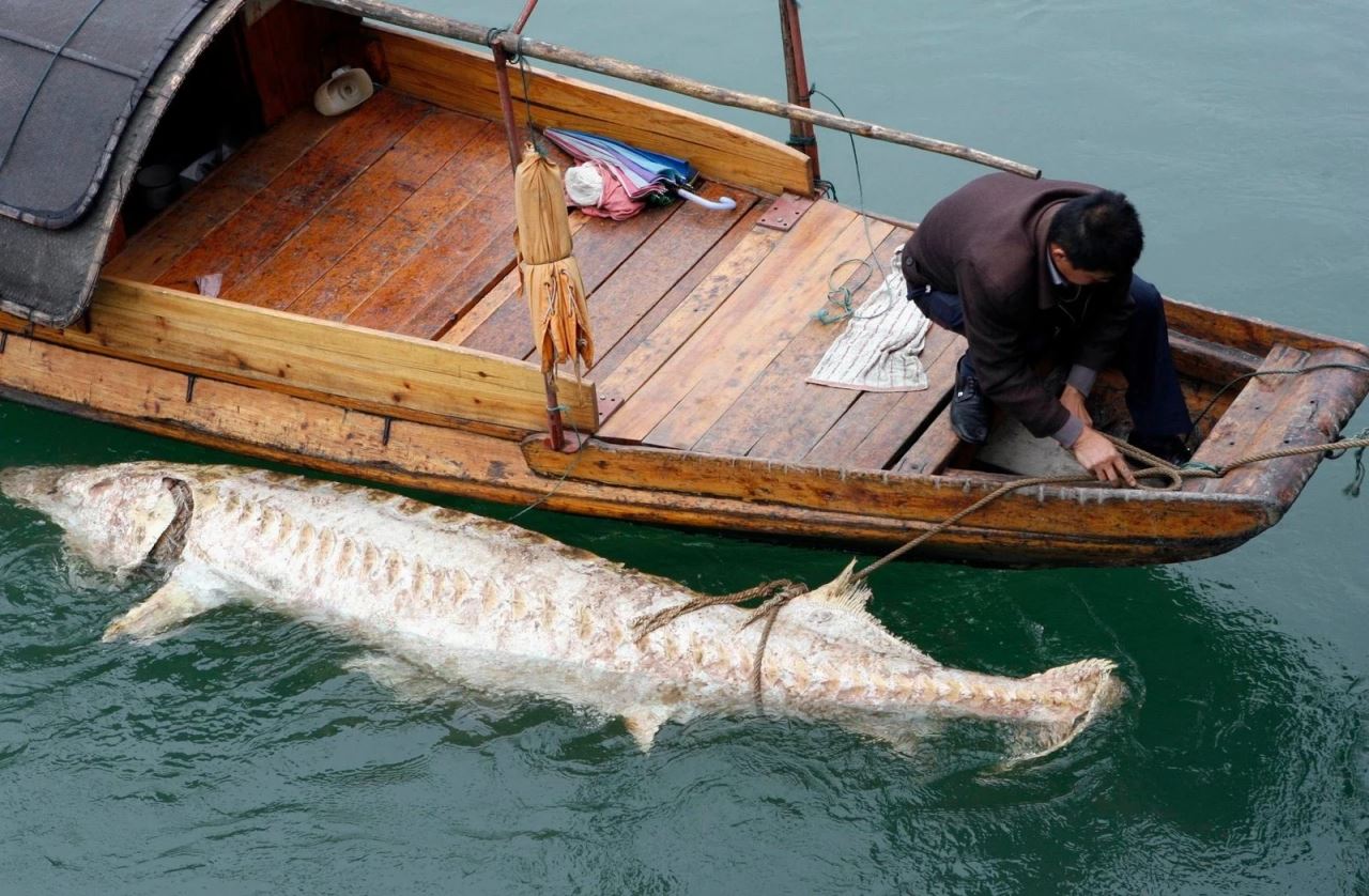 china lepaskan ratusan ribu ikan jarang jumpa dalam sungai