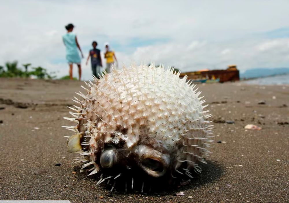 bahaya ikan buntal, ada warga emas di johor maut lepas makan ikan ini!