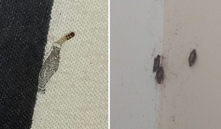 ramai tak tahu ubat gegat sebenarnya bukan untuk halau lipas pun