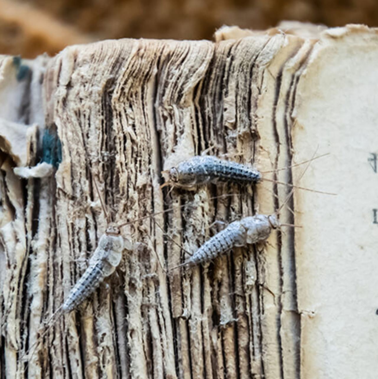 ramai tak tahu ubat gegat sebenarnya bukan untuk halau lipas pun