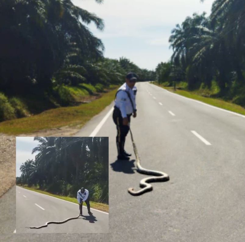 brave traffic police earns praises for risking his safety to remove huge snake off the road without any equipment
