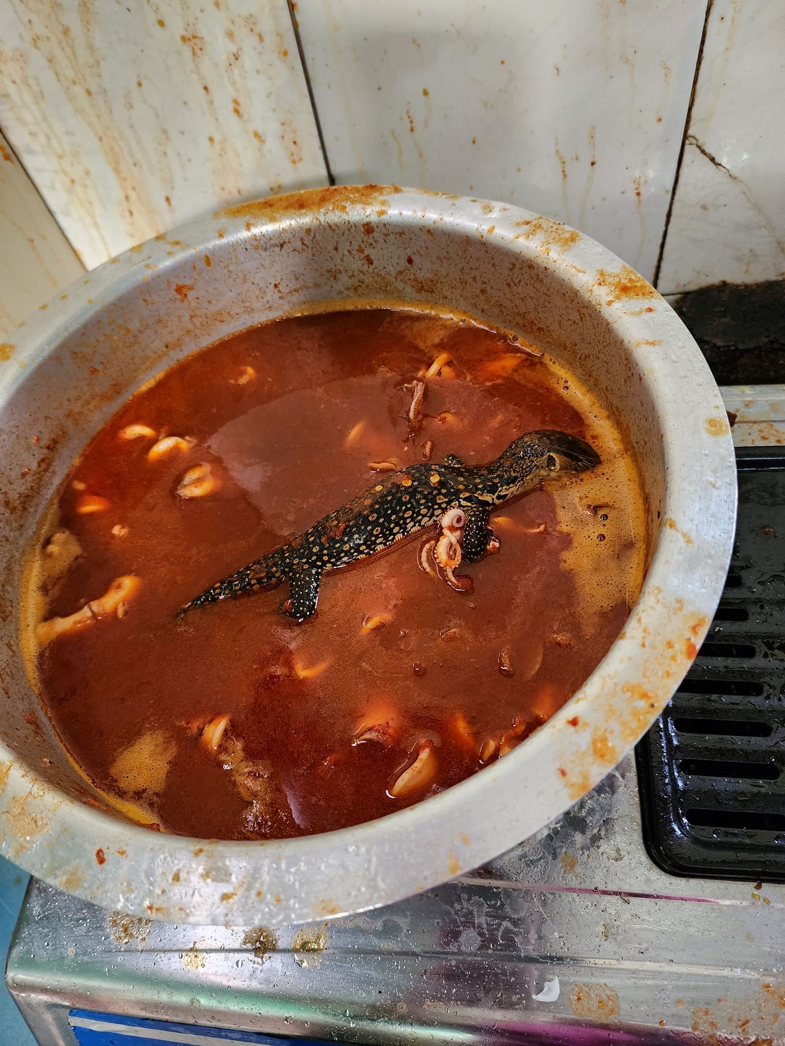 tak sempat hidang masa raya, anak biawak terjun masuk dalam sambal sotong