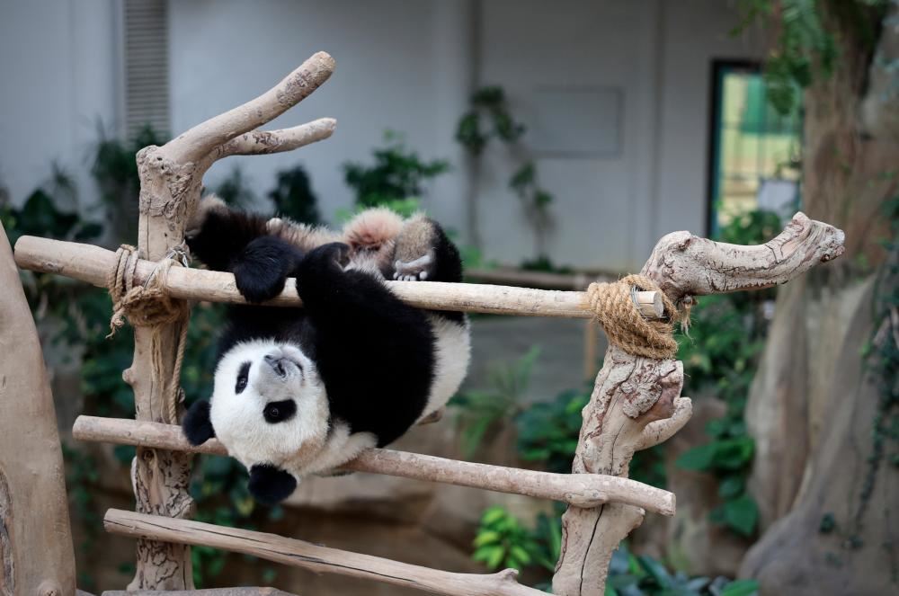 熊猫幼崽“谊谊”和“升谊”预料8月后回国！