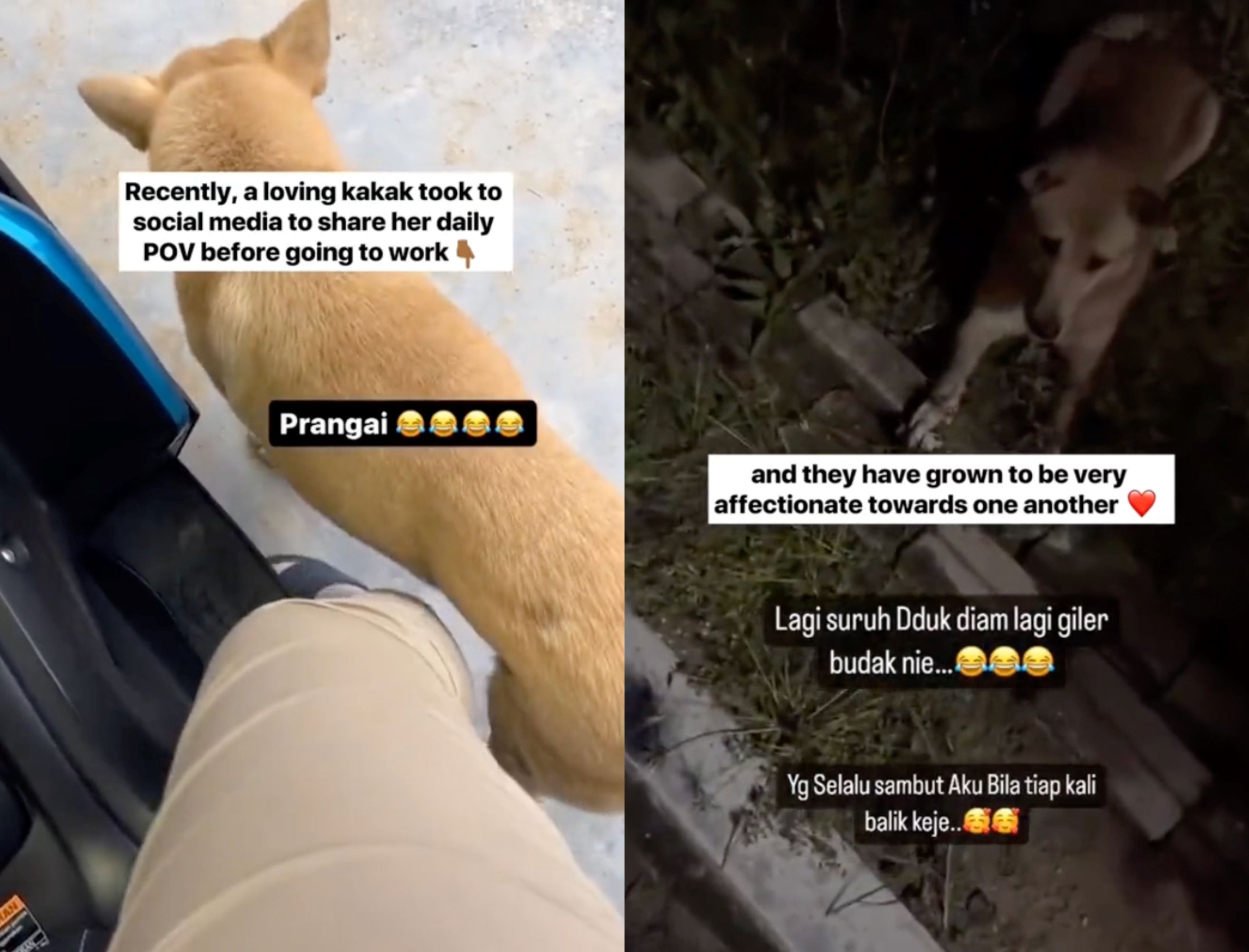neglected dog finds loving home with caring malay neighbour after being abandoned