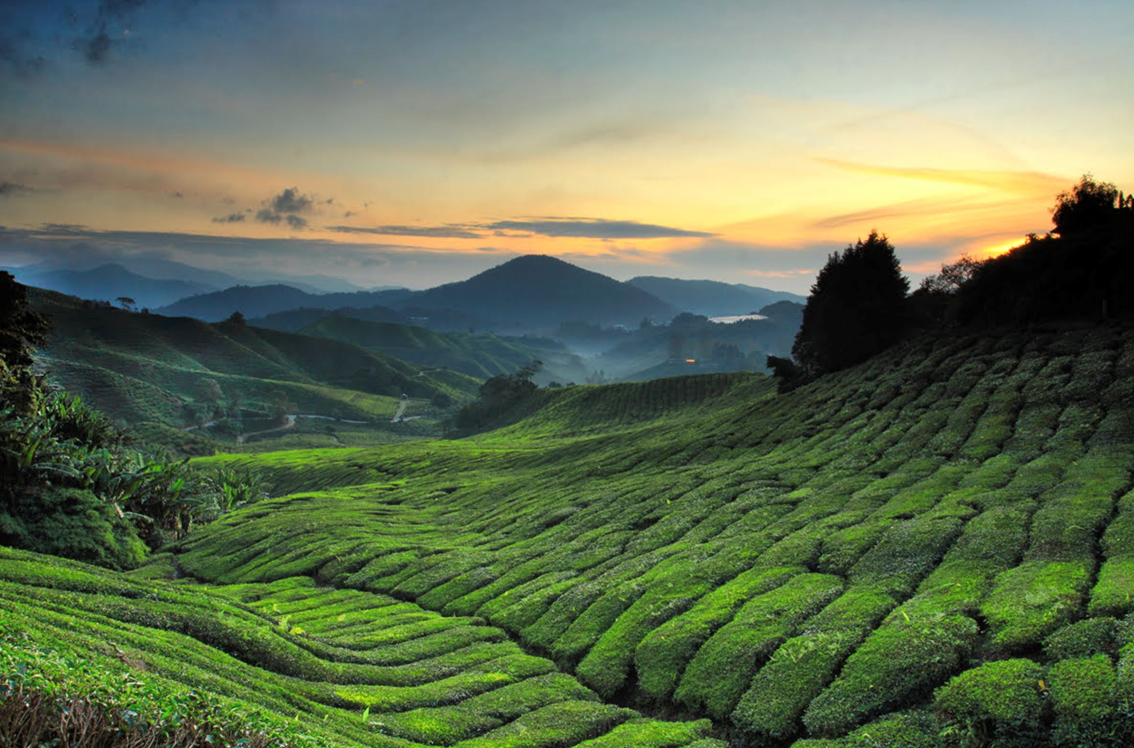 cameron highlands earns distinction among the world's most beautiful destinations