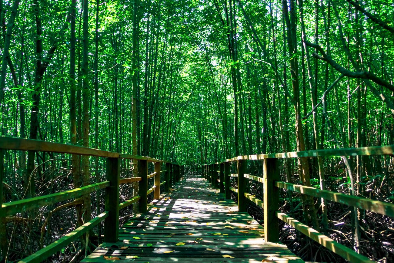 Wetland Ramsar Kota Kinabalu