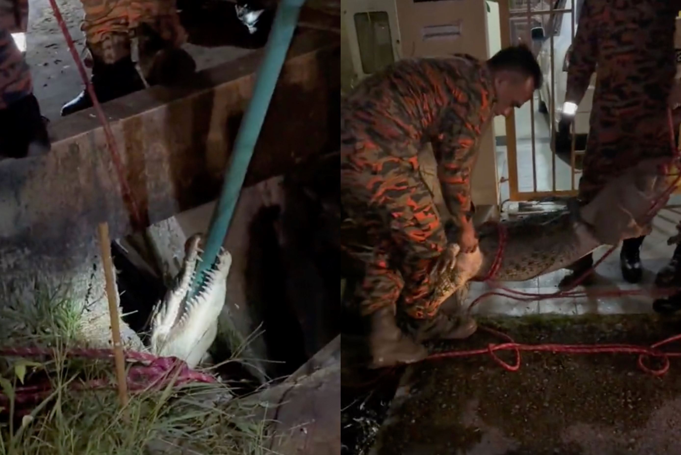 fire and rescue department safely retrieves crocodile trapped in drain in kuching neighborhood
