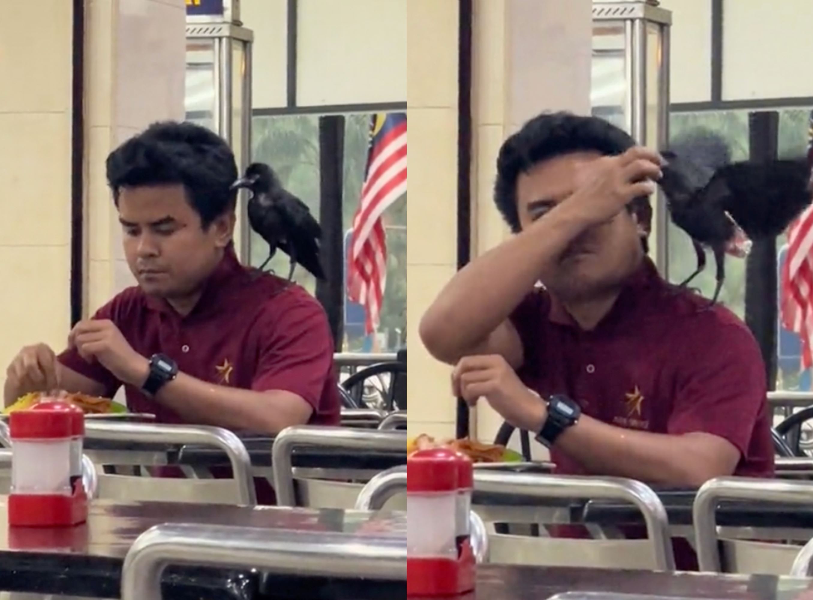 man goes viral after video of him feeding crow perched on his shoulder at mamak, m'sians amused