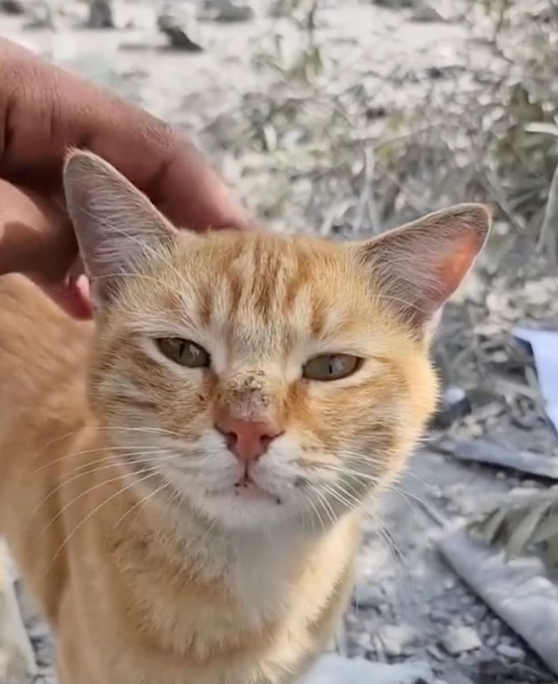 oyen terakam menangis lihat kehancuran tempat tinggalnya di palestin, “kurusnya..”