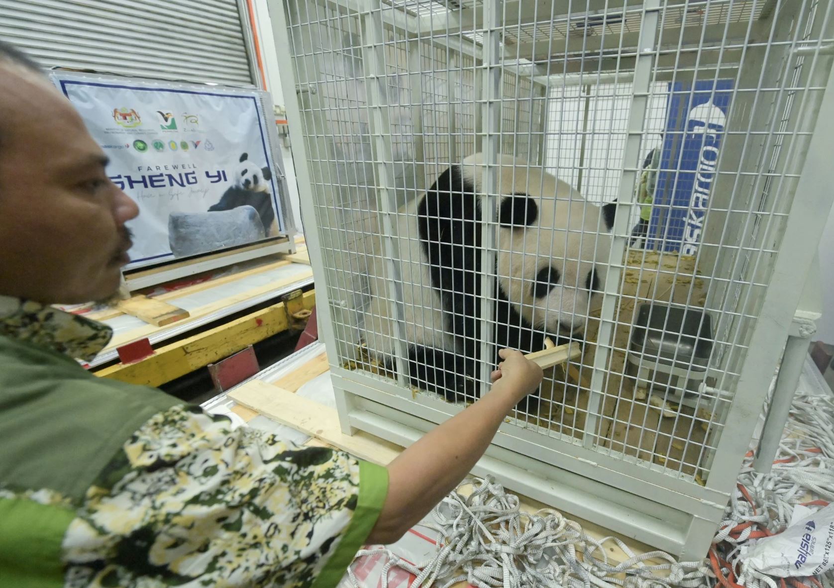 chinese government acknowledges zoo negara as one of the best giant panda caretakers